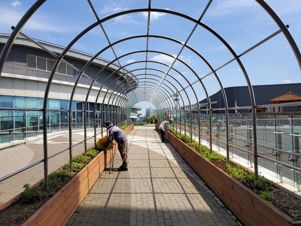 ▲가락몰에 만들고 있는 아치텃밭. ⓒ라이프인