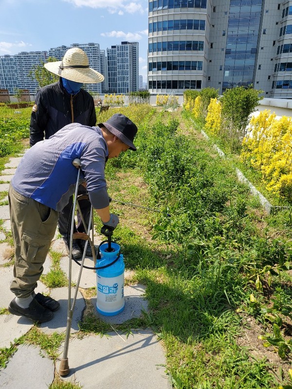▲ 진딧물을 없애는 작업을 하고 있는 안철환 이사. ⓒ라이프인