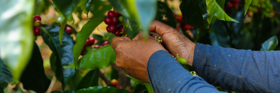 ▲커피 체리를 수확하고있는 농부 ⓒ쿠페아그리