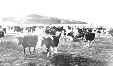 ▲ 선봉군 우암리 젖소목장 (노동신문 1989년 3월 27일)