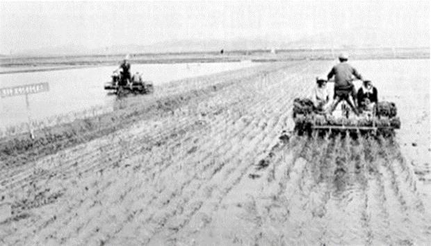 ▲ 대동강물로 모내기하는 신천군 벌판 (노동신문 1987년 5월 24일)