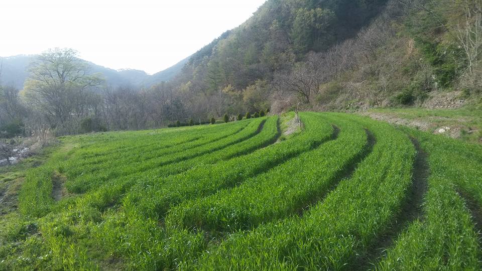 ▲ 이하연 공방장의 밀맡 ⓒ니나의 밀밭