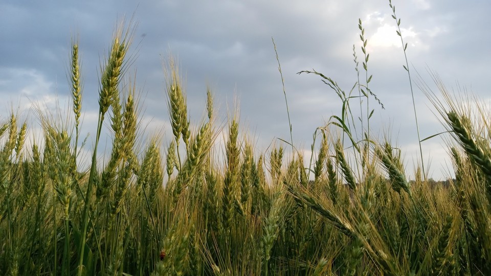 ▲ 니나의 밀밭에는 무당벌레가 살고 있다. ⓒ니나의 밀밭