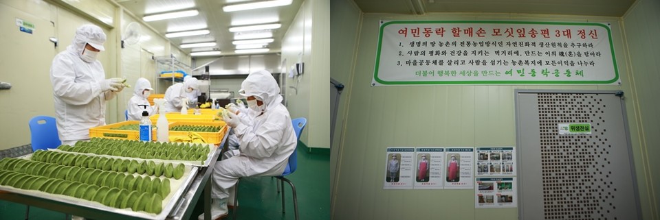 ▲ 모싯잎송편을 만들었던 여민동락 할매손. ⓒ여민동락공동체