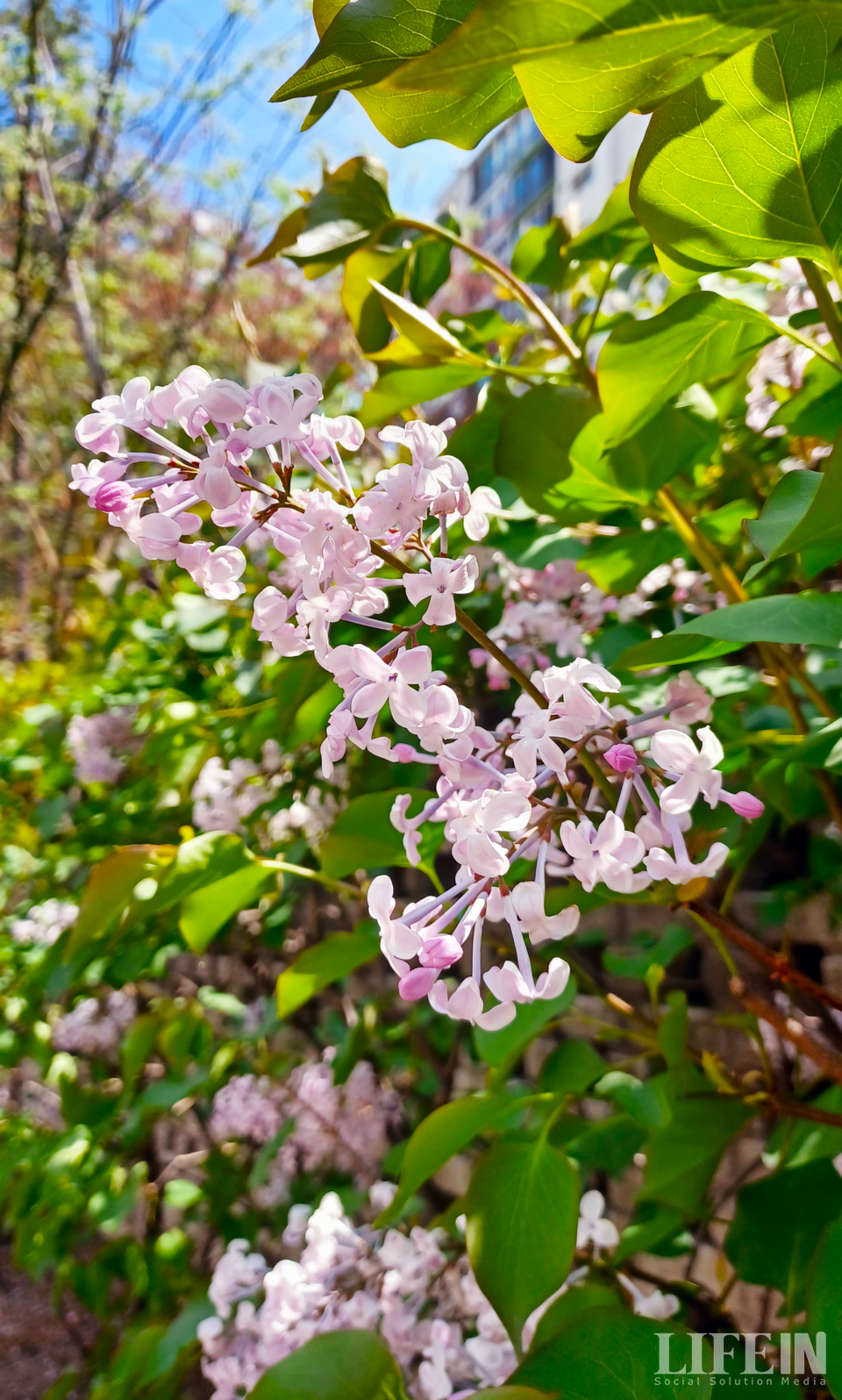 ▲ 지난 4월 7일 촬영한 라일락꽃. ⓒ라이프인
