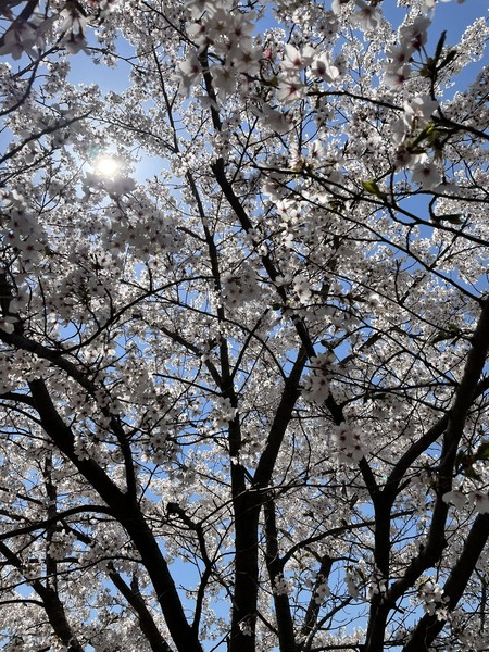 ▲ 브릭 아티스트 육포공장(진형준) 씨가 가장 좋아하는 벚나무가 만개한 모습. 본인 제공.