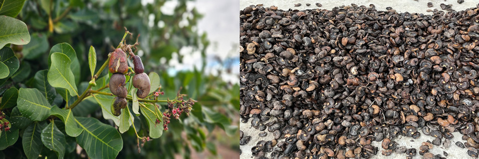 ▲ 동부 아프리카인 탄자니아 재배농장의 캐슈넛과 버려지고 있는 캐슈넛 껍질.