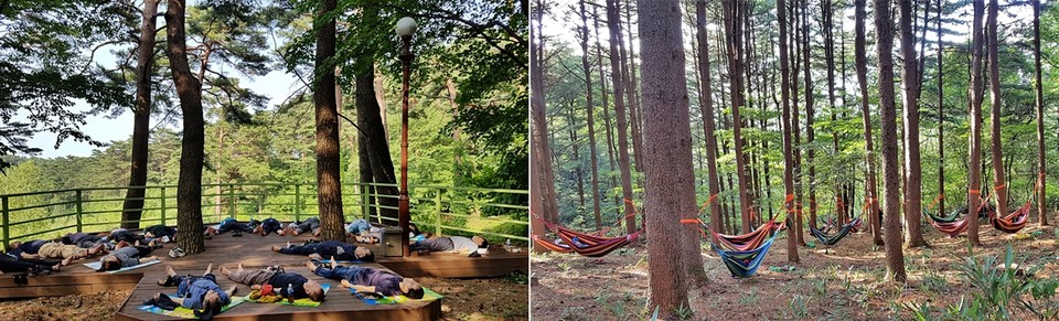 ▲ 국립대관령자연휴양림 숲치유프로그램 / 청태산자연휴양림 치유프로그램(해먹산림욕)