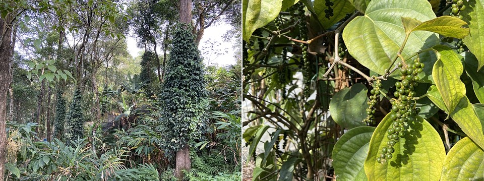 ▲ 후추덩굴이 망고나무를 휘감고 주렁주렁 열매가 열렸다.