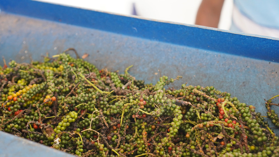 ▲ 후추열매 분리를 위해 대기중인 후추송이들 (PDS 방문 촬영)