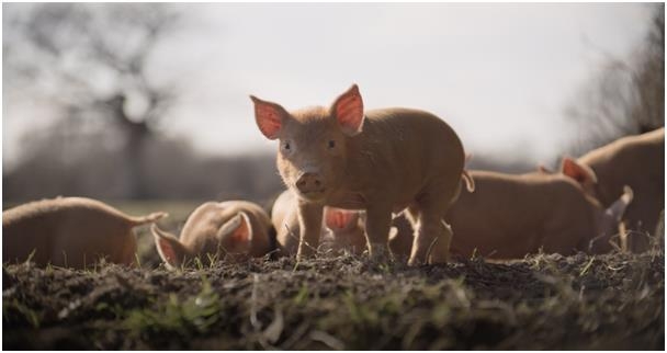 영화 와일딩. 서울국제환경영화화제