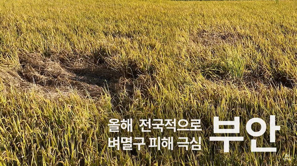 ▲ 벼멸구 피해로 호퍼번 현상이 일어난 논. ⓒ유튜브 '아이쿱자연드림' 채널 온라인 갈무리