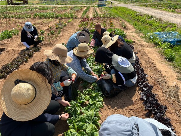▲ 도시농업 텃밭 재배 현장. ⓒ경기도