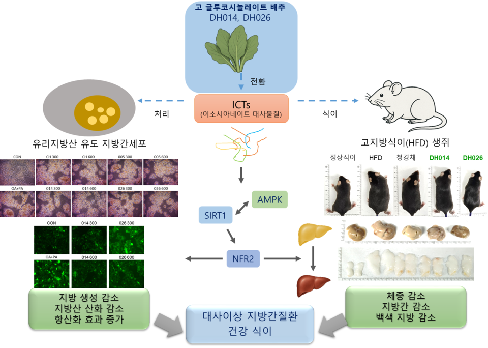 ▲ 고글루코시놀레이트(HGSL) 배추의 항암, 항염, 대사관련 지방간 질환(MAFLD) 기전 모식도.