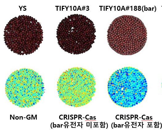 ▲ [YS]일반 유채, [TIFY10A#3]벡터 유래 BAR 유전자 미포함 계통, [TIFY10#188]벡터 유래 Bar 유전자 포함 계통.