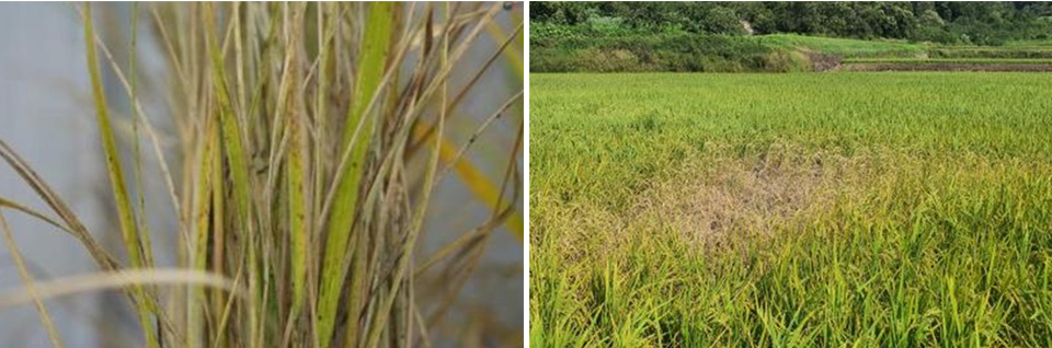 ▲ 벼멸구에 의한 고사와 고사 증상. ⓒ농촌진흥청